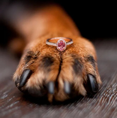 Los diamantes de cenizas de mascotas se están volviendo populares